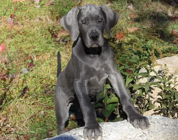 1-3 months Male Purebred Great Dane · Photo 1