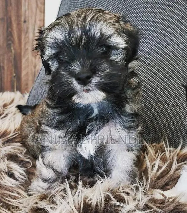 1-3 months Female Purebred Poodle · Photo 1