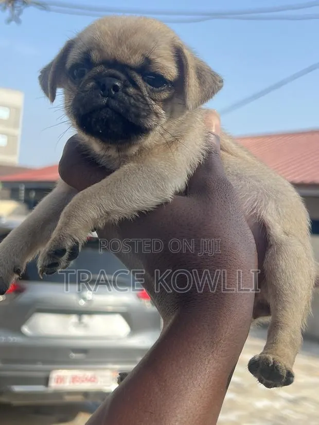 1-3 months Female Purebred Pug · Photo 1