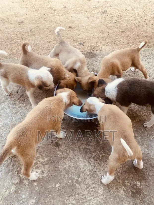 0-1 month Male Mixed Breed Labrador Retriever · Photo 1