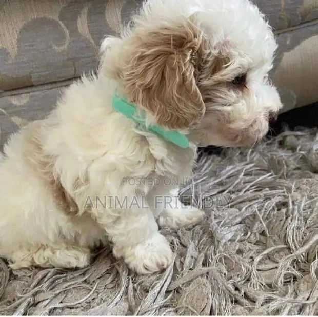 1-3 months Male Purebred Maltese · Photo 1