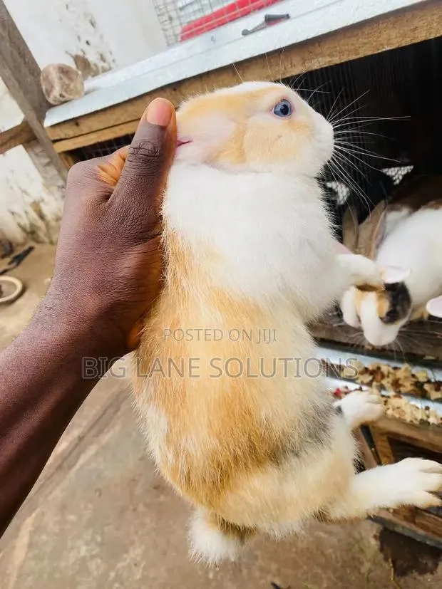 Healthy Rabbit for Sell · Photo 1