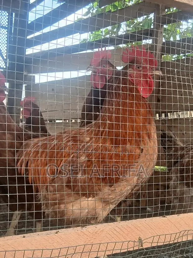 Adepa Cocks and Saso for Sale · Photo 1