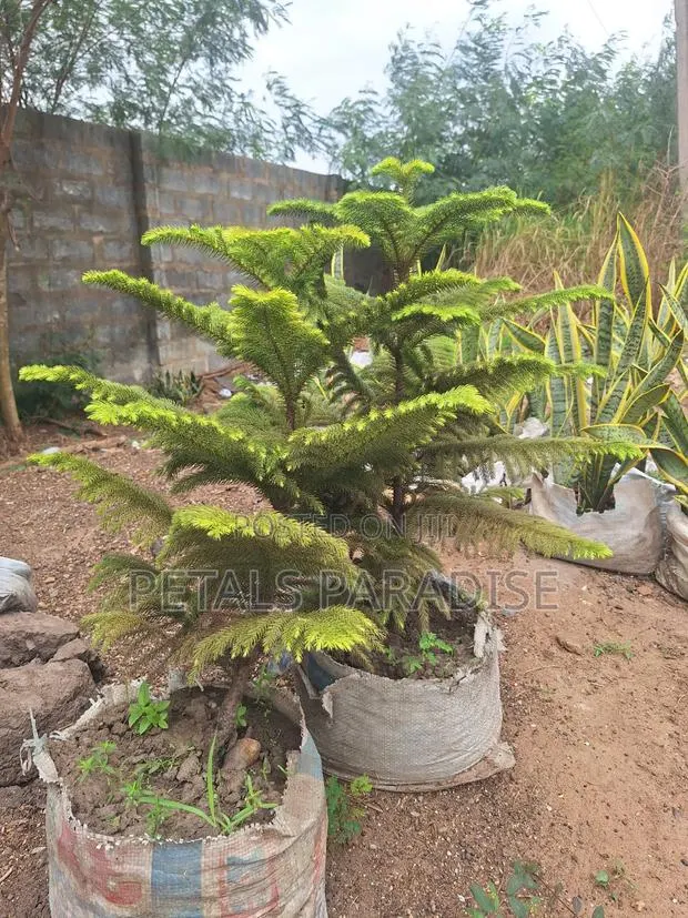 Araucaria/ Christmas Tree for Sale