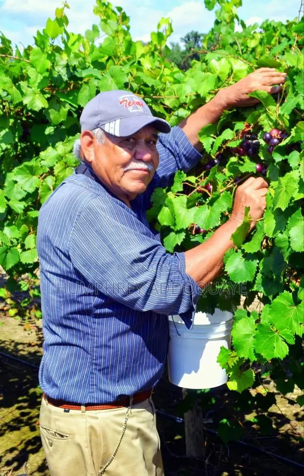 Apple and Berry Picking Farm Jobs to Canada · Photo 1