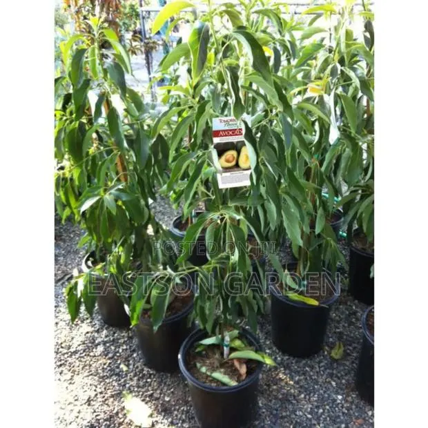 Exotic Grafted Avocado Seedlings ‘Day’ (Persea Americana) · Photo 3