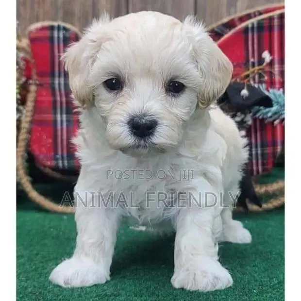 1-3 months Male Purebred Poodle · Photo 1
