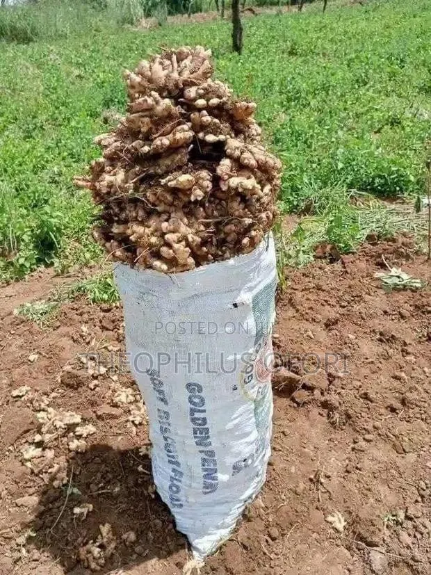 Ginger for Sale · Photo 1