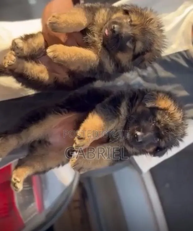 1-3 months Female Purebred German Shepherd · Photo 1