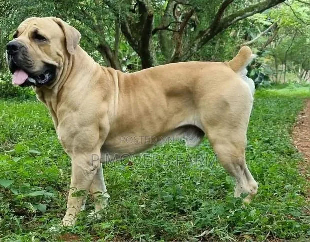 1-3 months Male Purebred Boerboel · Photo 1