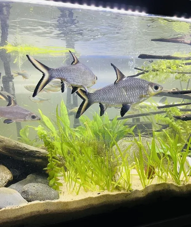 Aquarium Silver Shark · Photo 1