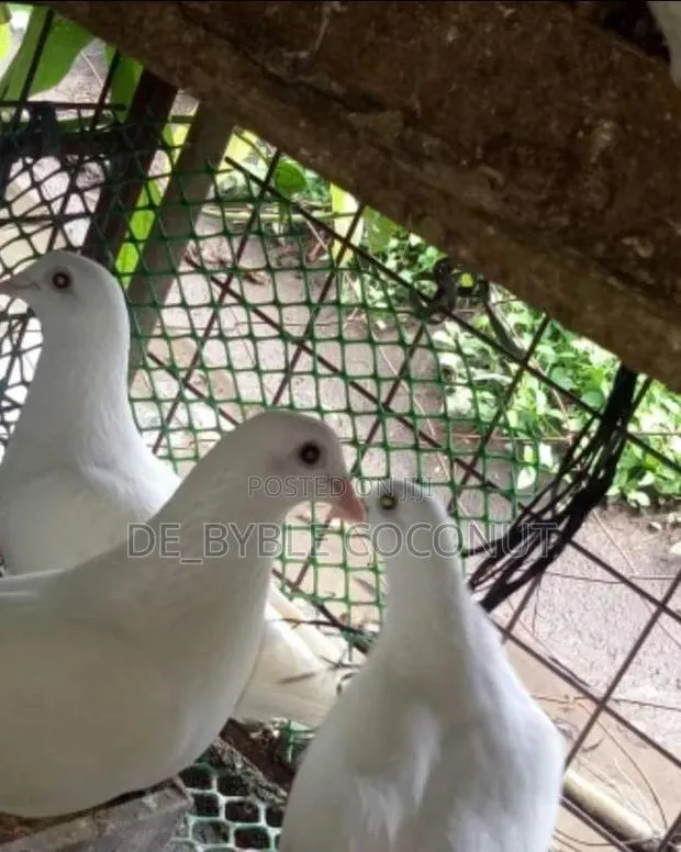Purely White Dove Is Going for Cool Price · Photo 1