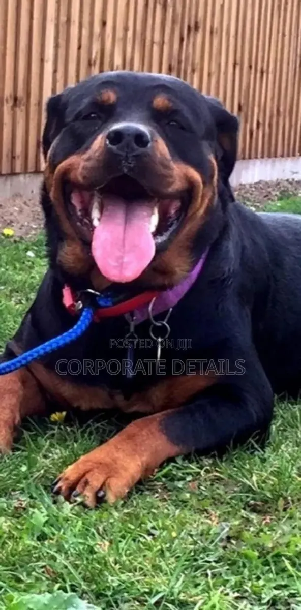 1+ year Male Purebred Rottweiler · Photo 1
