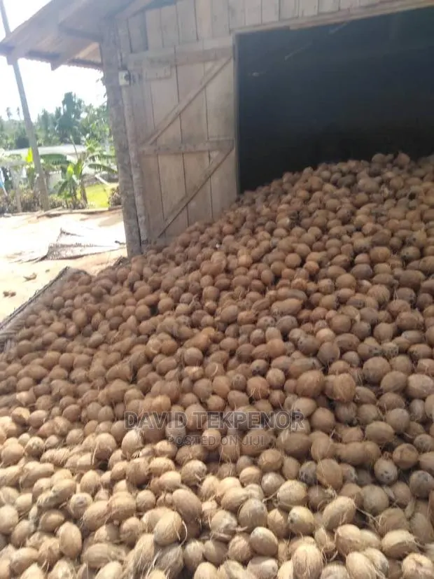 Dry De- Husked Coconuts · Photo 1