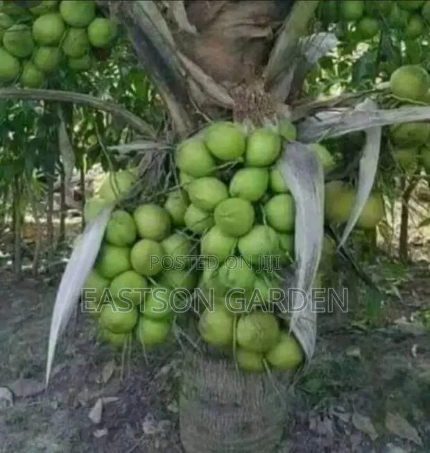 Brazilian Dwarf Coconut Seedlings · Photo 3