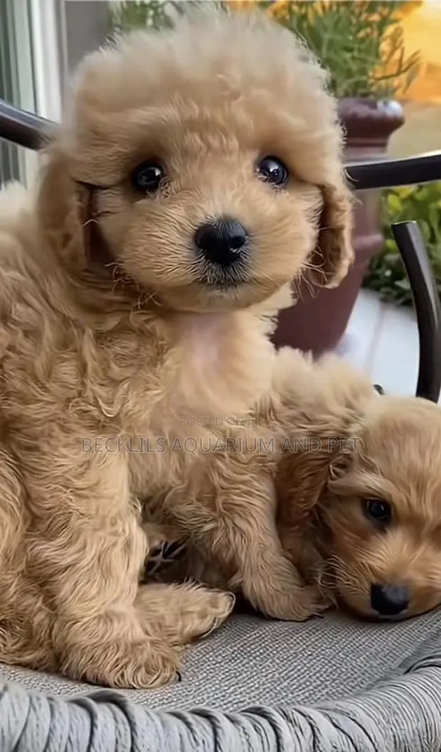 1-3 months Male Purebred Poodle · Photo 1