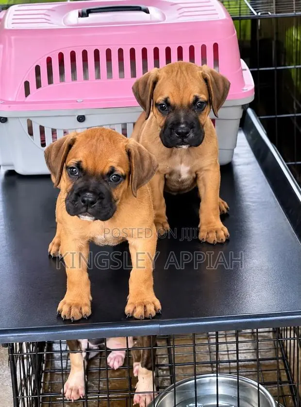1-3 months Female Purebred Boerboel · Photo 1