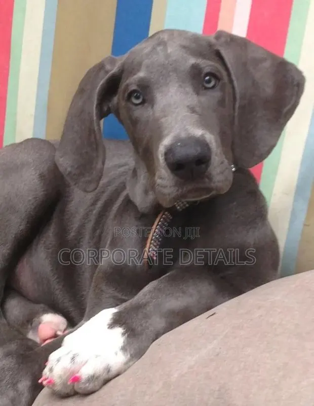 1-3 months Male Purebred Great Dane · Photo 1