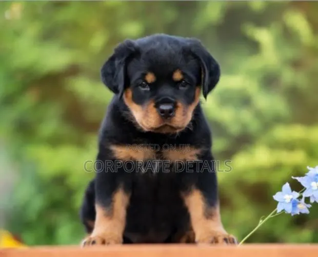 1-3 months Male Purebred Rottweiler · Photo 1
