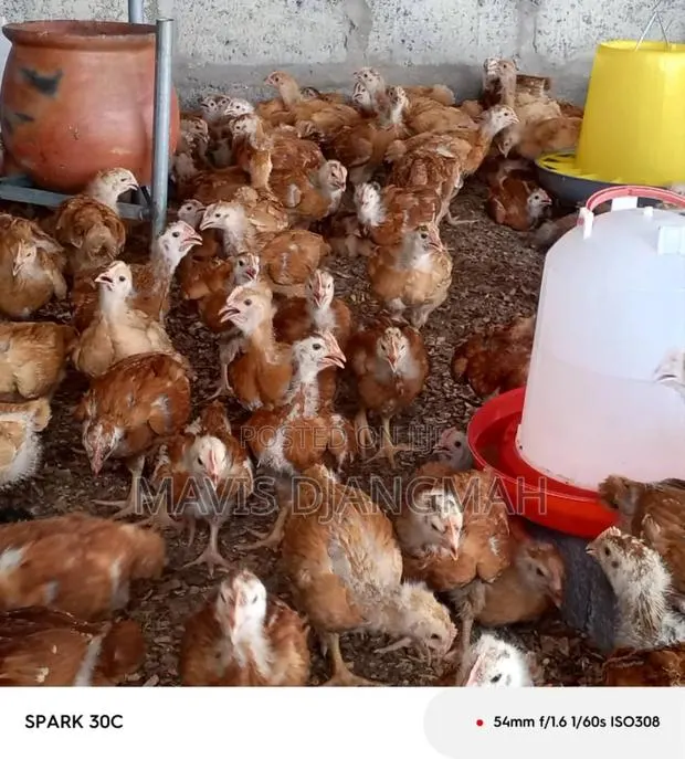 Sasso Month Old Chicks · Photo 1