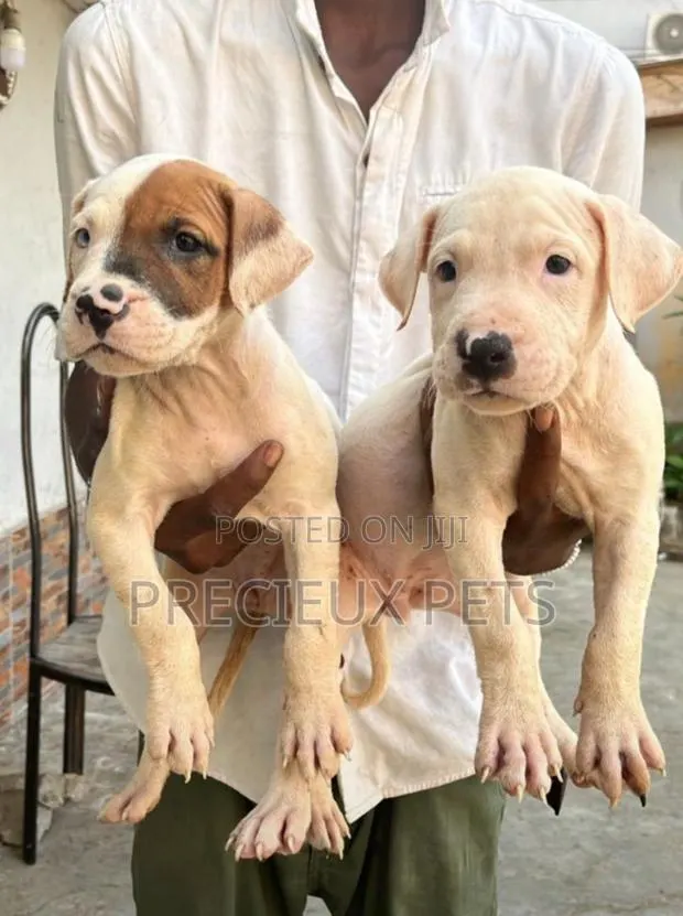 1-3 months Female Purebred American Pit Bull Terrier · Photo 1