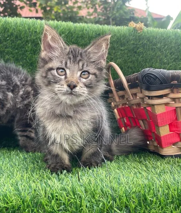 1-3 months Male Purebred Maine Coon · Photo 1