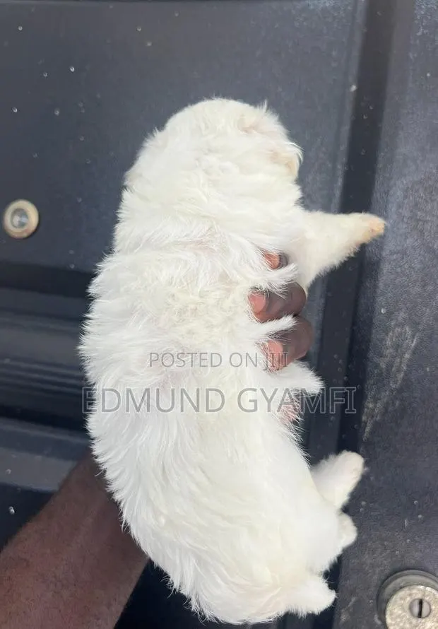 1-3 months Male Purebred Maltipoo · Photo 1