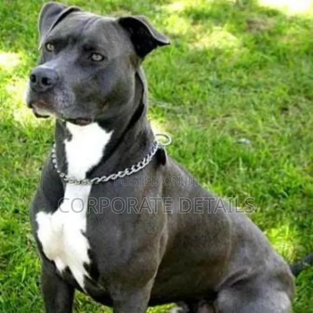 6-12 months Male Purebred American Pit Bull Terrier · Photo 1