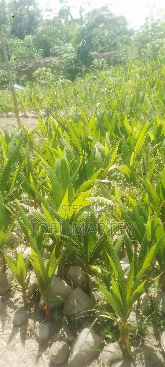 Coconut Seedlings · Photo 1