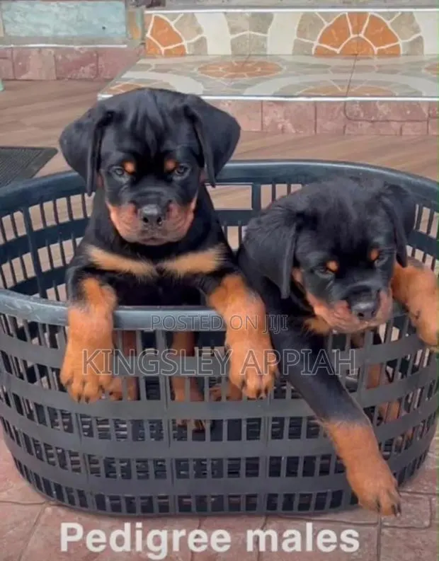 1-3 months Male Purebred Rottweiler · Photo 1