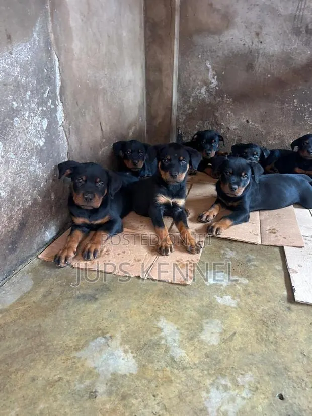 1-3 months Female Purebred Rottweiler · Photo 1