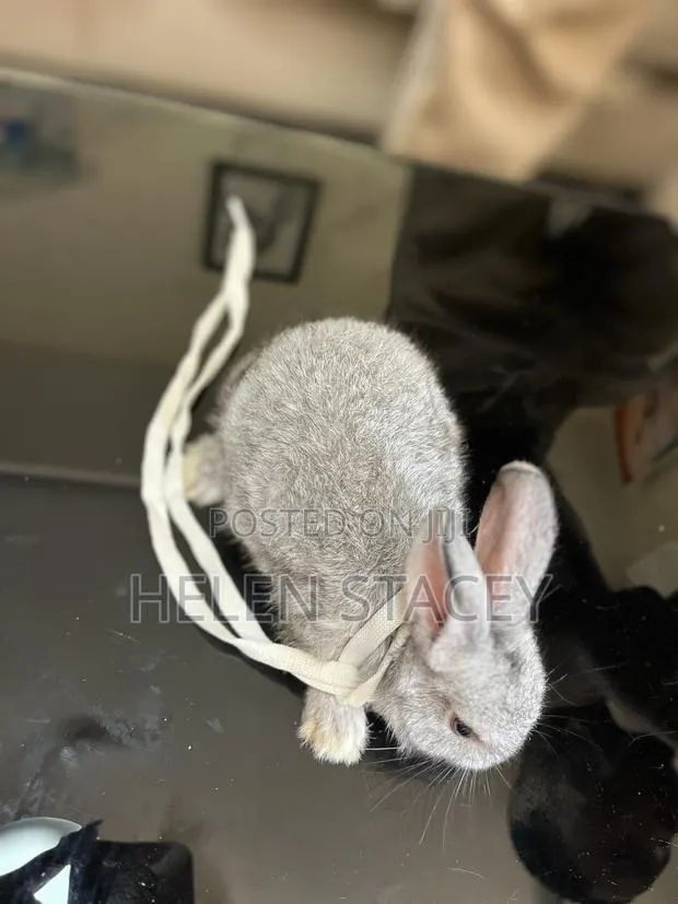 Rabbit For Sale · Photo 1