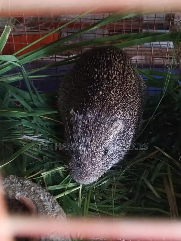 6months Male Grasscutter · Photo 1