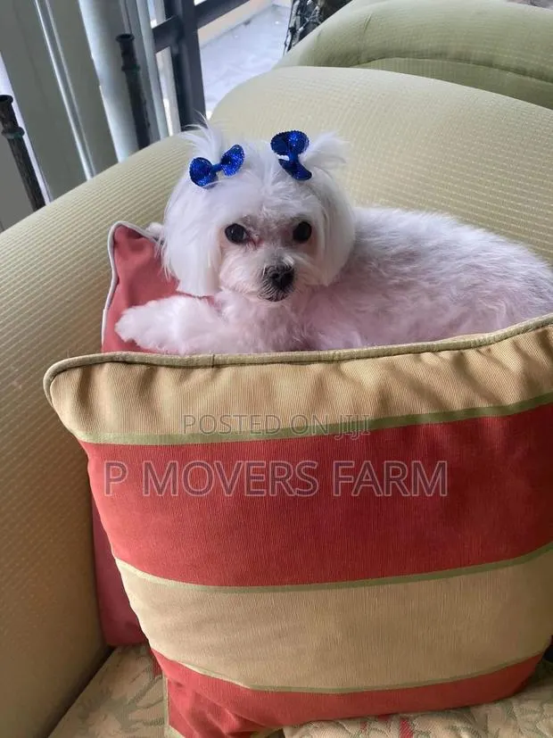 1-3 months Male Purebred Maltese · Photo 1