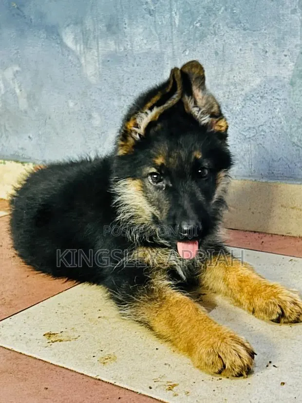 1-3 months Male Purebred German Shepherd · Photo 1