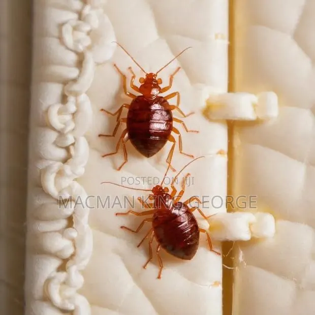 BED BUGS Mproka Expert Exterminator. · Photo 1
