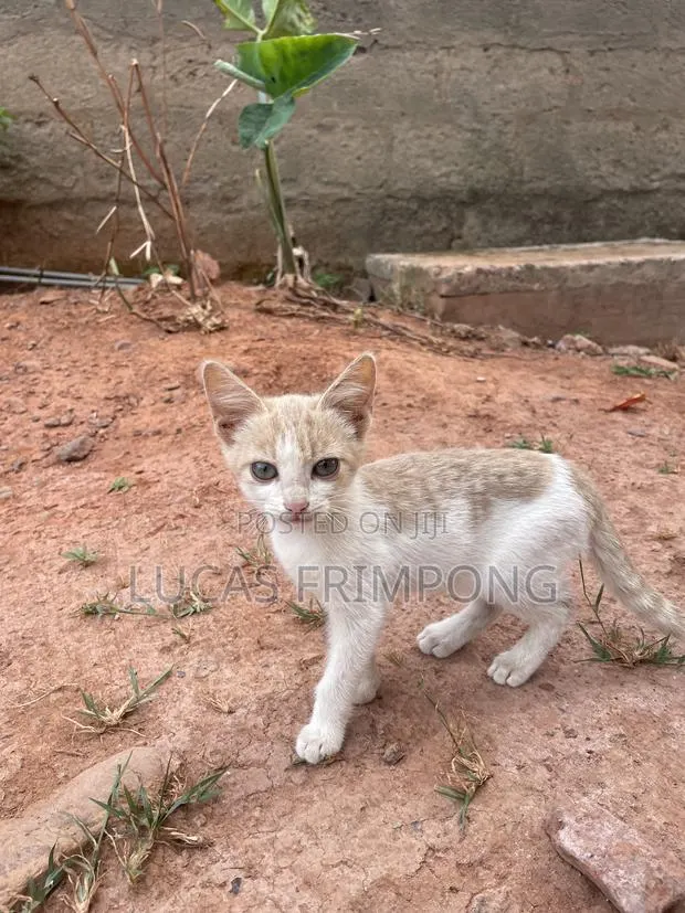 1-3 months Female Mixed Breed Cat · Photo 2