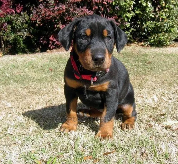 1-3 months Male Purebred Doberman Pinscher · Photo 1