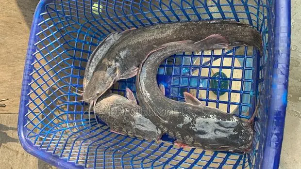 Fresh Water Cat Fish