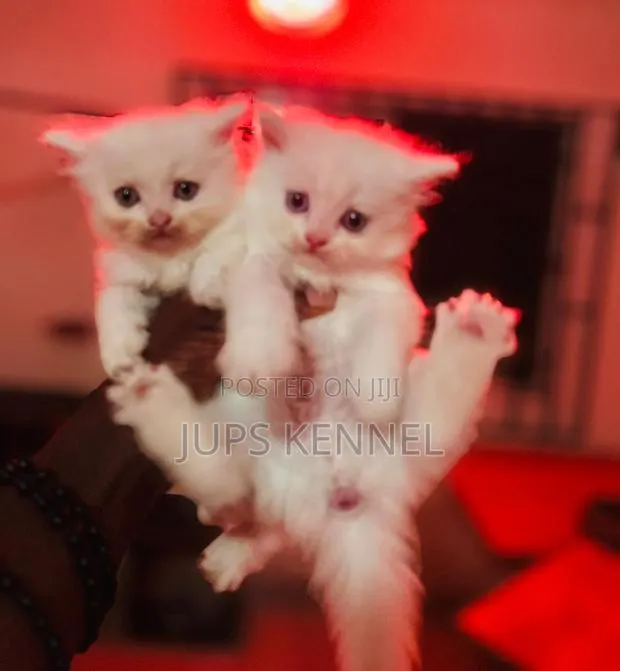 1-3 months Female Purebred Persian · Photo 1