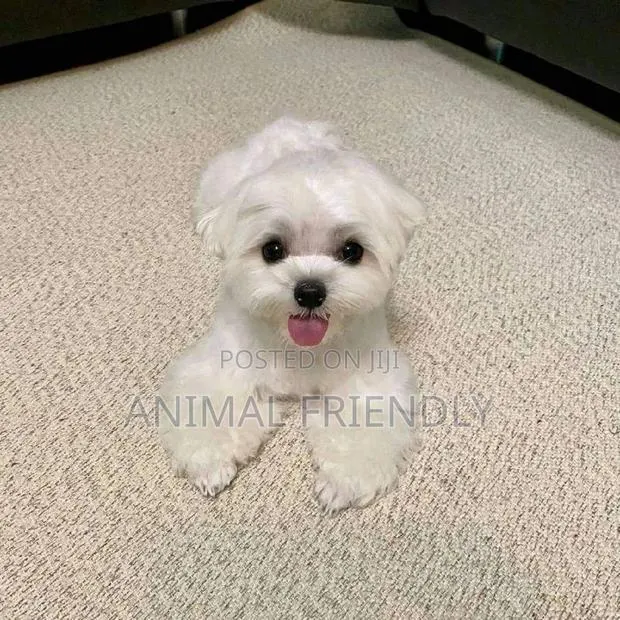 1-3 months Female Purebred Maltese · Photo 1