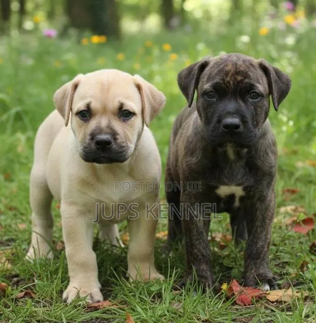 1-3 months Female Purebred Boerboel · Photo 1
