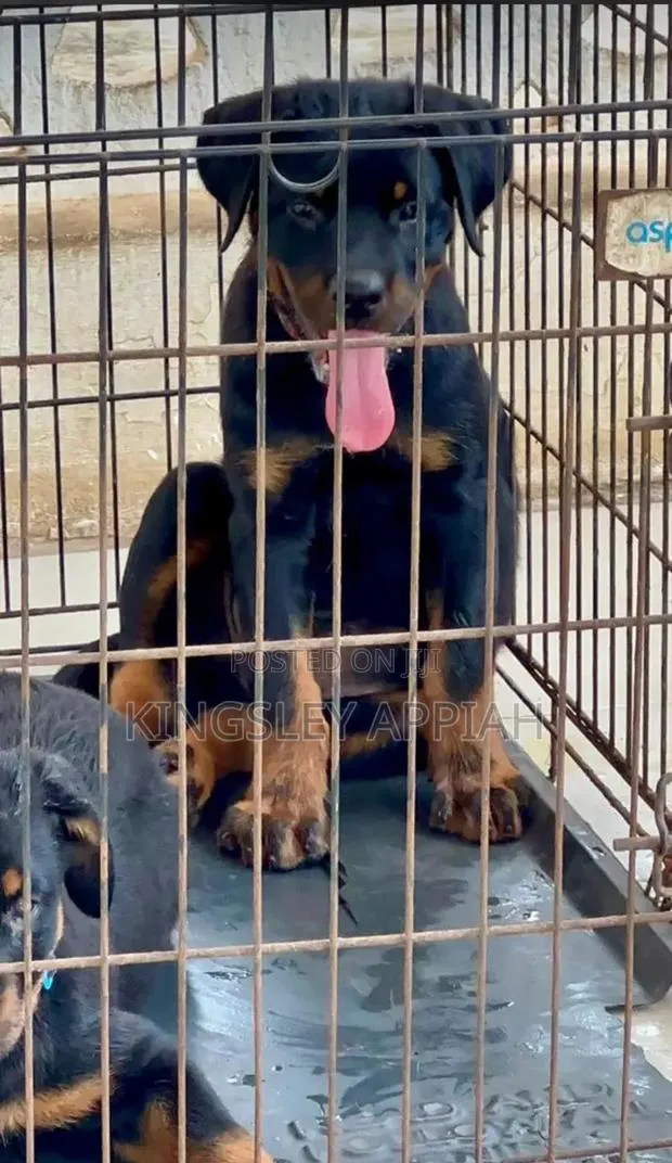 1-3 months Male Purebred Rottweiler · Photo 1