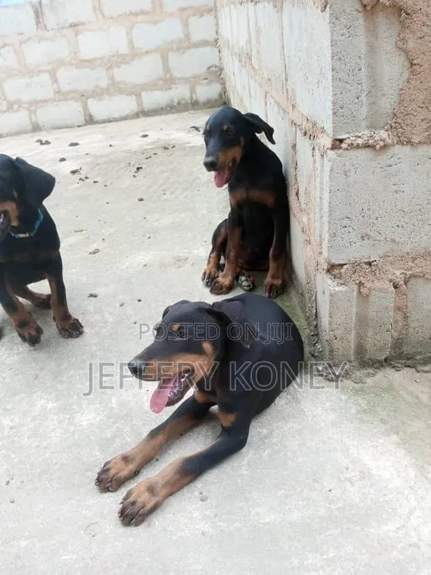 1-3 months Female Purebred Doberman Pinscher · Photo 1