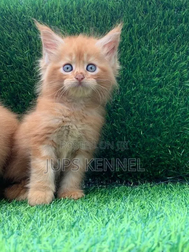 1-3 months Female Purebred Maine Coon · Photo 1