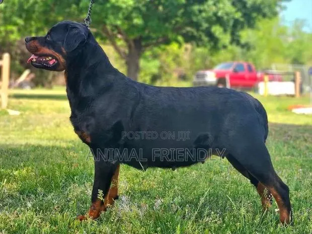 1-3 months Male Purebred Rottweiler · Photo 1