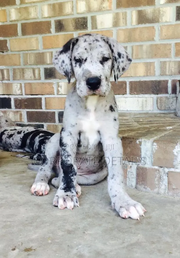 1-3 months Male Purebred Great Dane · Photo 1