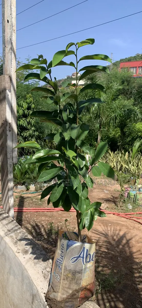 Soursop for Sale · Photo 1