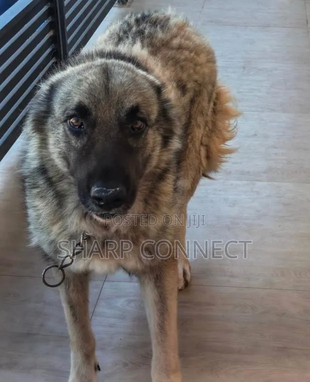 1+ year Female Purebred Caucasian Shepherd · Photo 1