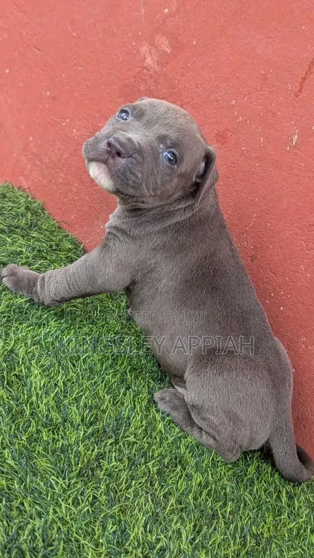1-3 months Male Purebred American Pit Bull Terrier · Photo 1